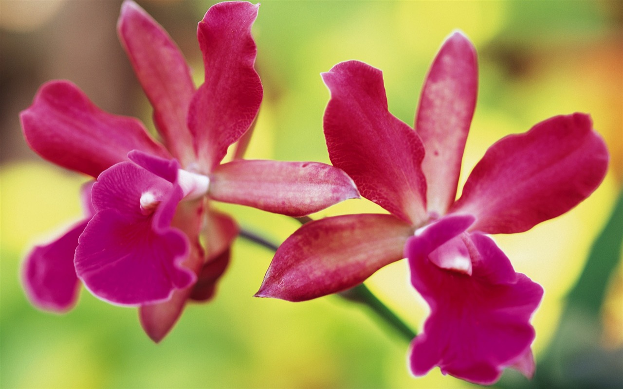 Widescreen wallpaper flowers close-up (8) #8 - 1280x800