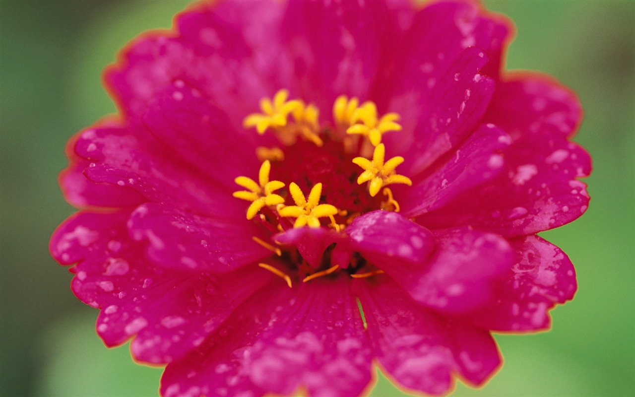 Widescreen wallpaper flowers close-up (8) #9 - 1280x800