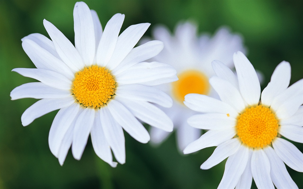 fondos de escritorio de flores con pantalla ancha de cerca (8) #10 - 1280x800