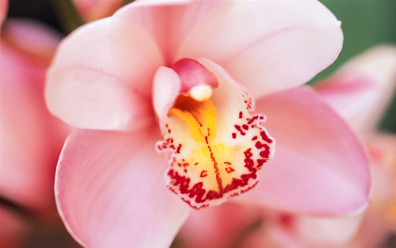 Widescreen wallpaper flowers close-up (8) #17 - 1280x800