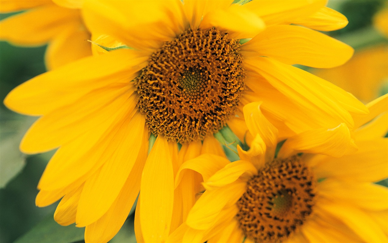 fleurs fond d'écran Widescreen close-up (8) #18 - 1280x800