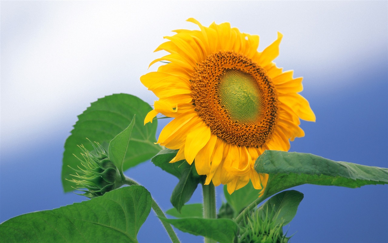 Widescreen wallpaper flowers close-up (8) #20 - 1280x800