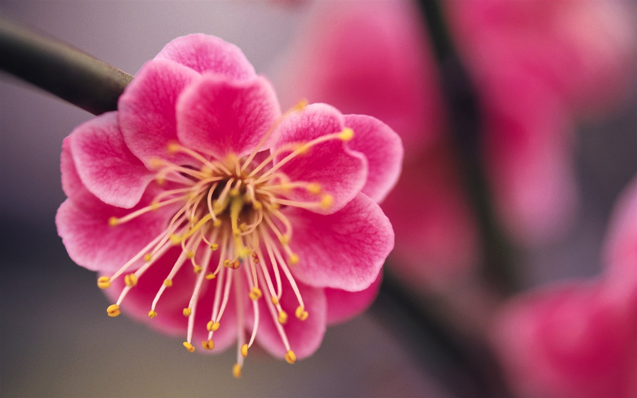 宽屏鲜花特写 壁纸(九)1 - 1280x800