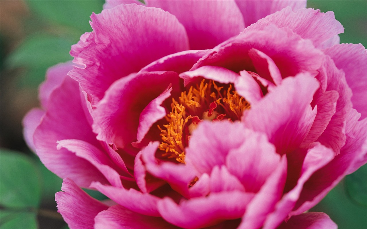 fleurs fond d'écran Widescreen close-up (9) #2 - 1280x800