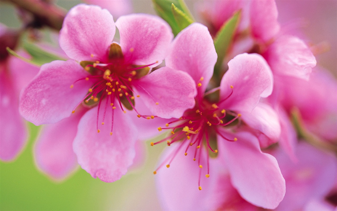 宽屏鲜花特写 壁纸(九)4 - 1280x800