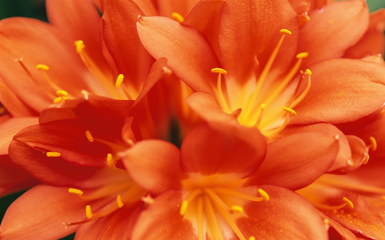 fleurs fond d'écran Widescreen close-up (9) #5 - 1280x800