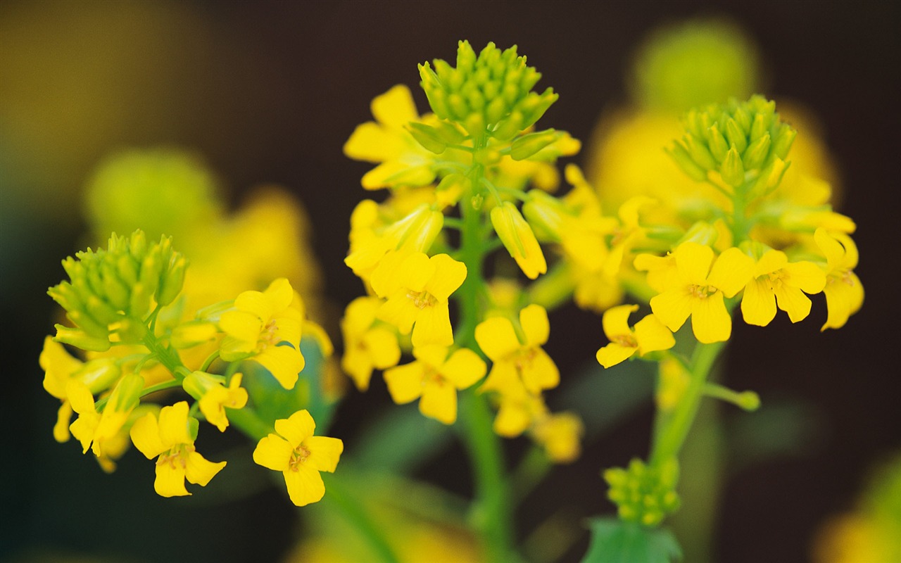 宽屏鲜花特写 壁纸(九)6 - 1280x800