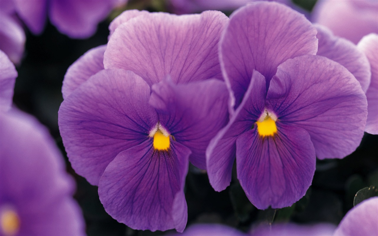 fleurs fond d'écran Widescreen close-up (9) #10 - 1280x800