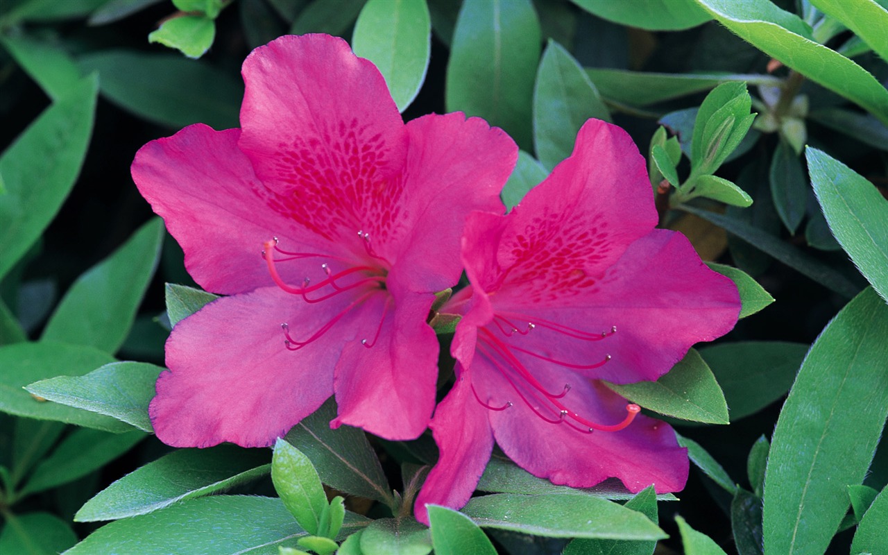 fleurs fond d'écran Widescreen close-up (9) #12 - 1280x800