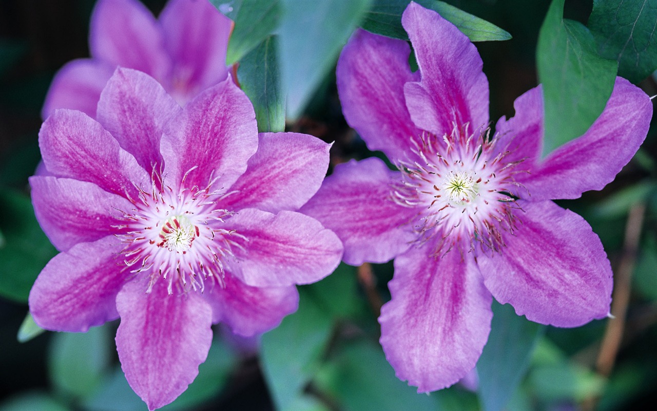 宽屏鲜花特写 壁纸(九)14 - 1280x800