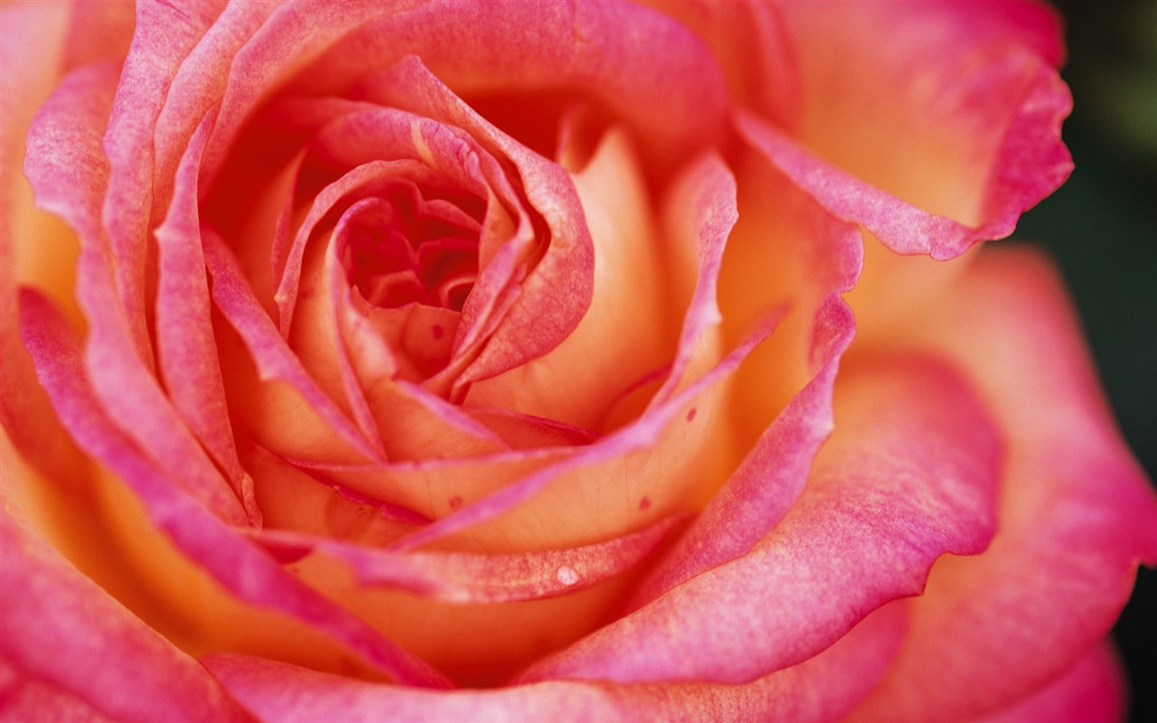 fleurs fond d'écran Widescreen close-up (9) #19 - 1280x800