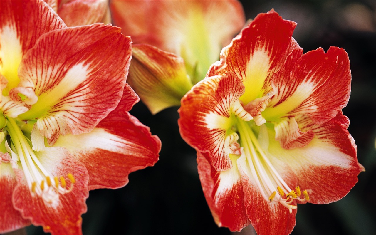 fleurs fond d'écran Widescreen close-up (10) #2 - 1280x800