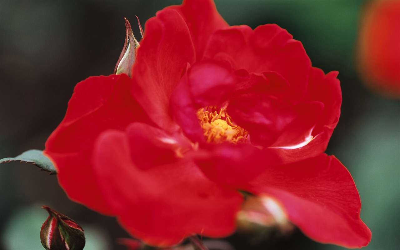 fleurs fond d'écran Widescreen close-up (10) #4 - 1280x800