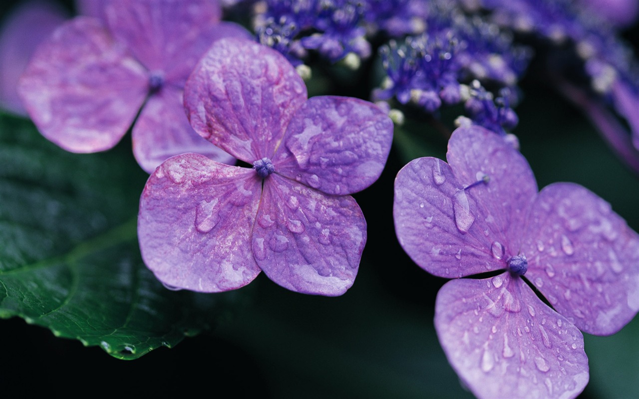 fleurs fond d'écran Widescreen close-up (10) #9 - 1280x800
