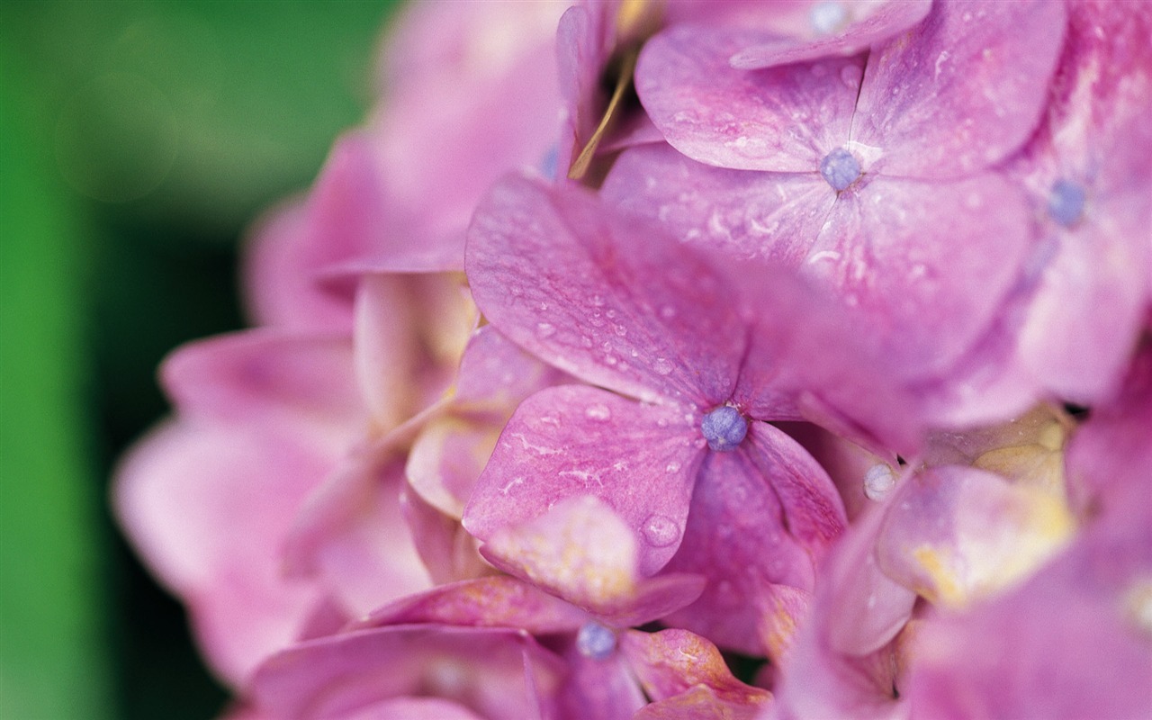 fleurs fond d'écran Widescreen close-up (10) #14 - 1280x800