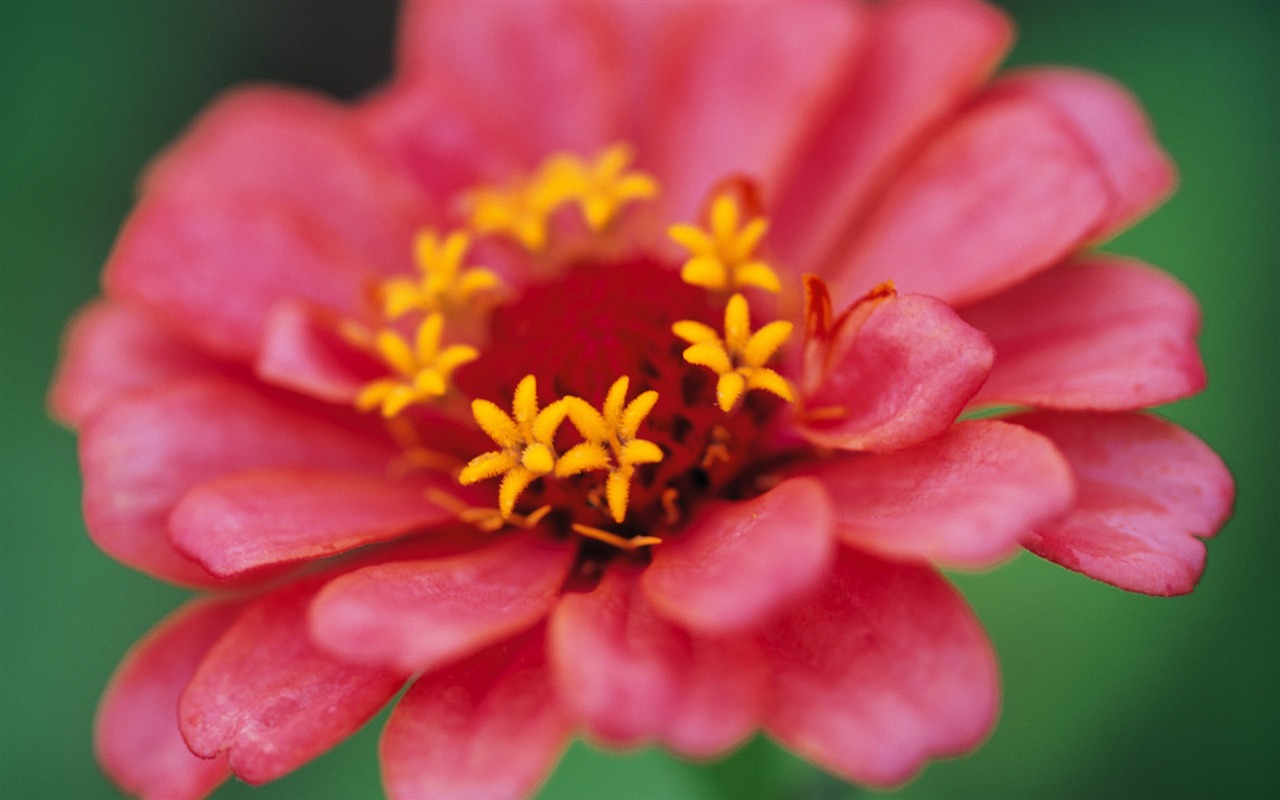 fleurs fond d'écran Widescreen close-up (10) #16 - 1280x800