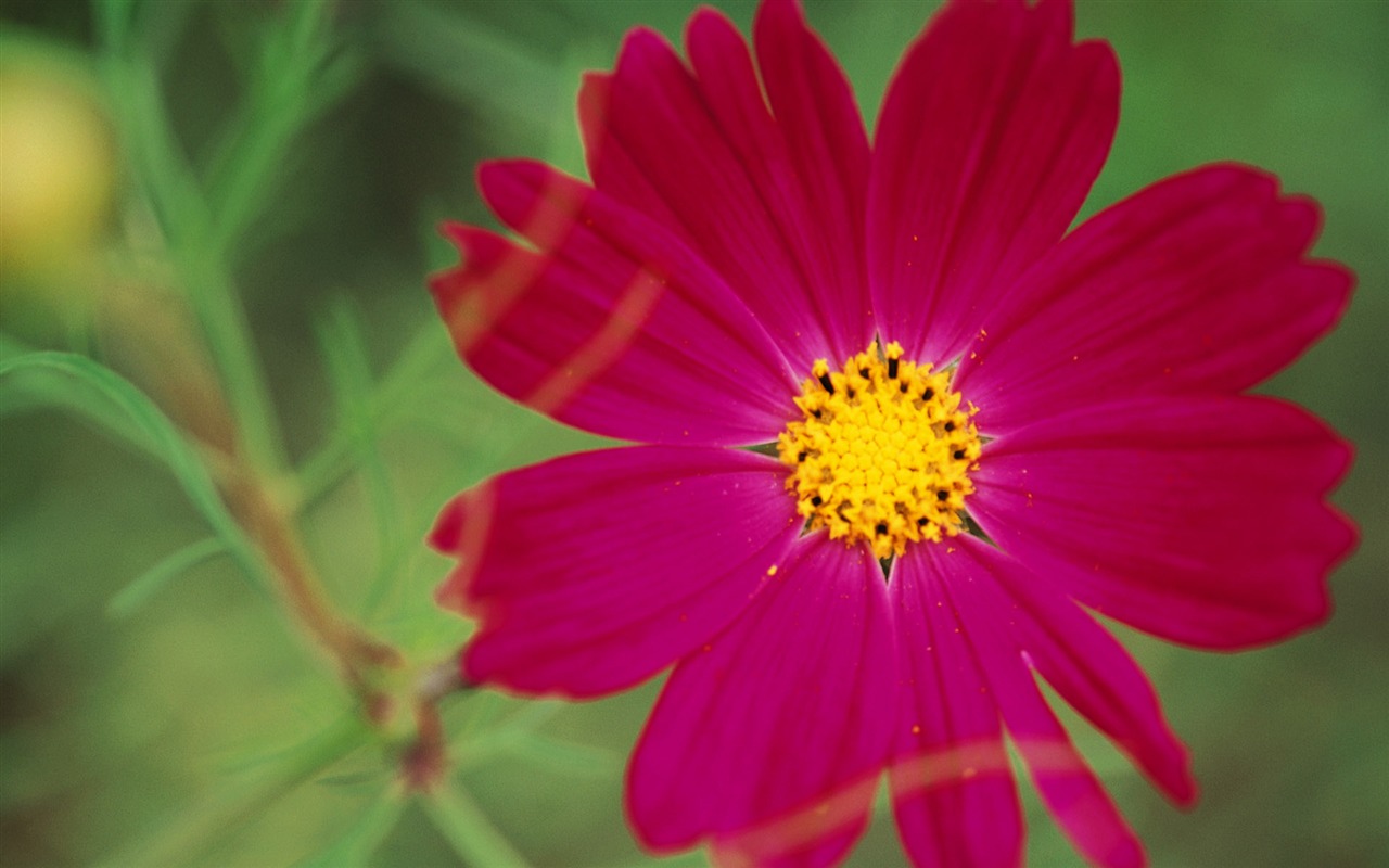 fleurs fond d'écran Widescreen close-up (10) #17 - 1280x800