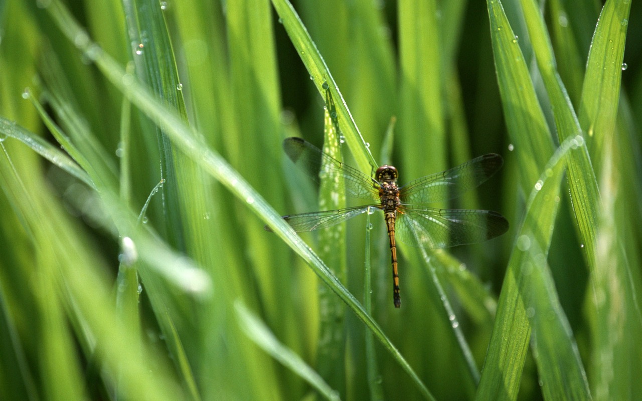 Field photo wallpaper #1 - 1280x800