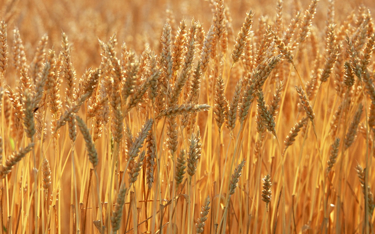Field photo wallpaper #5 - 1280x800