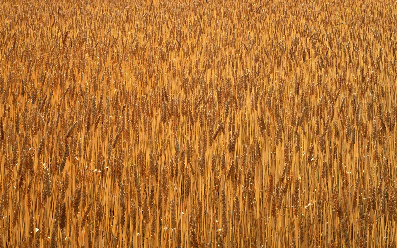 Field photo wallpaper #6 - 1280x800