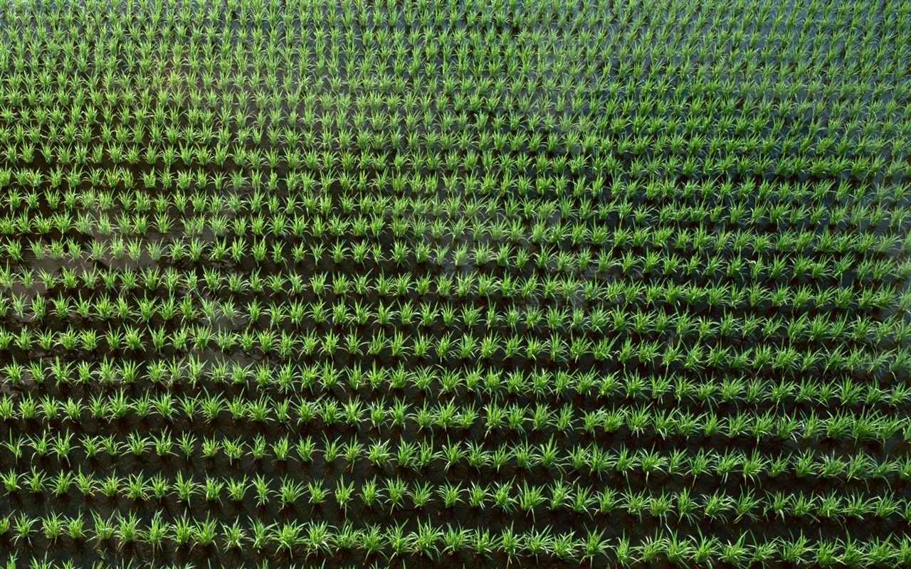 Field photo wallpaper #7 - 1280x800