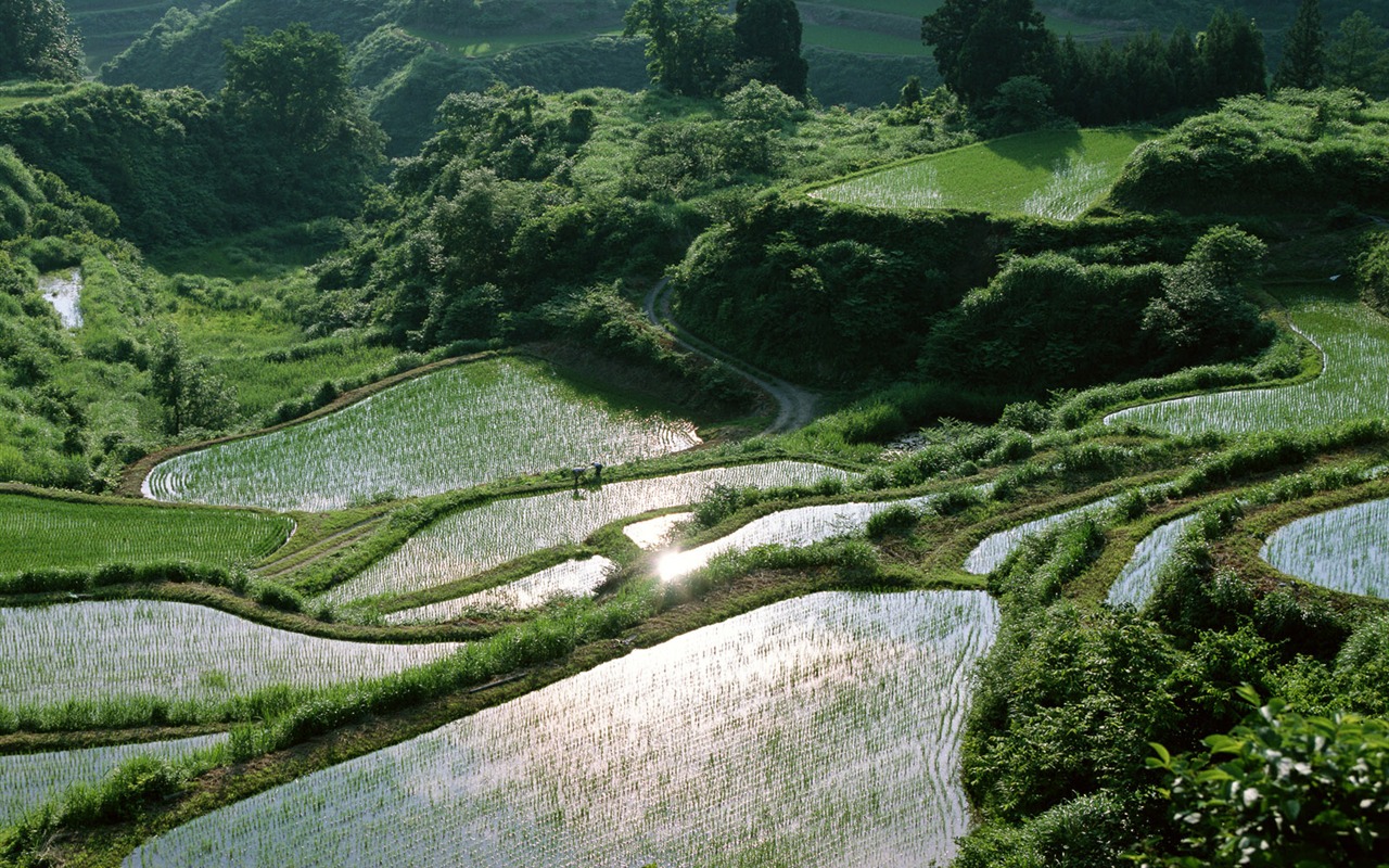 Field photo wallpaper #13 - 1280x800