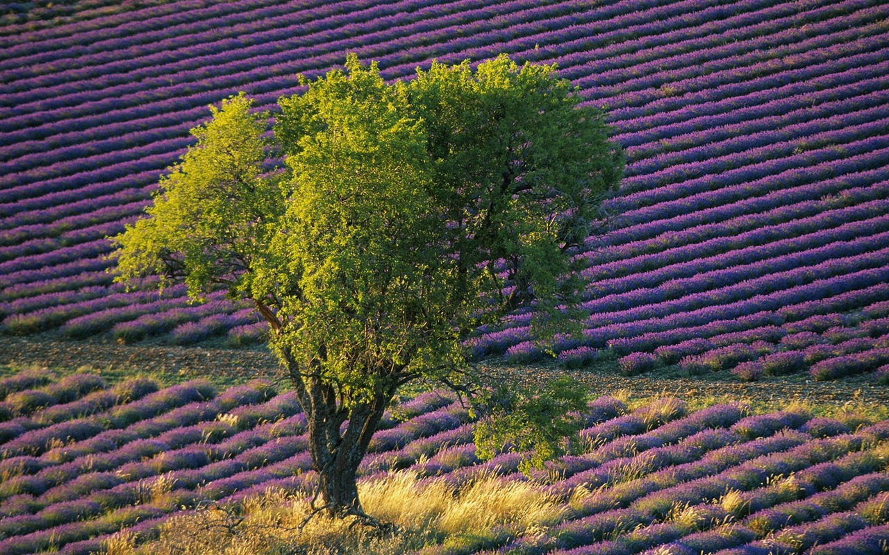 Webshots Fondos de Paisajes (15) #13 - 1280x800