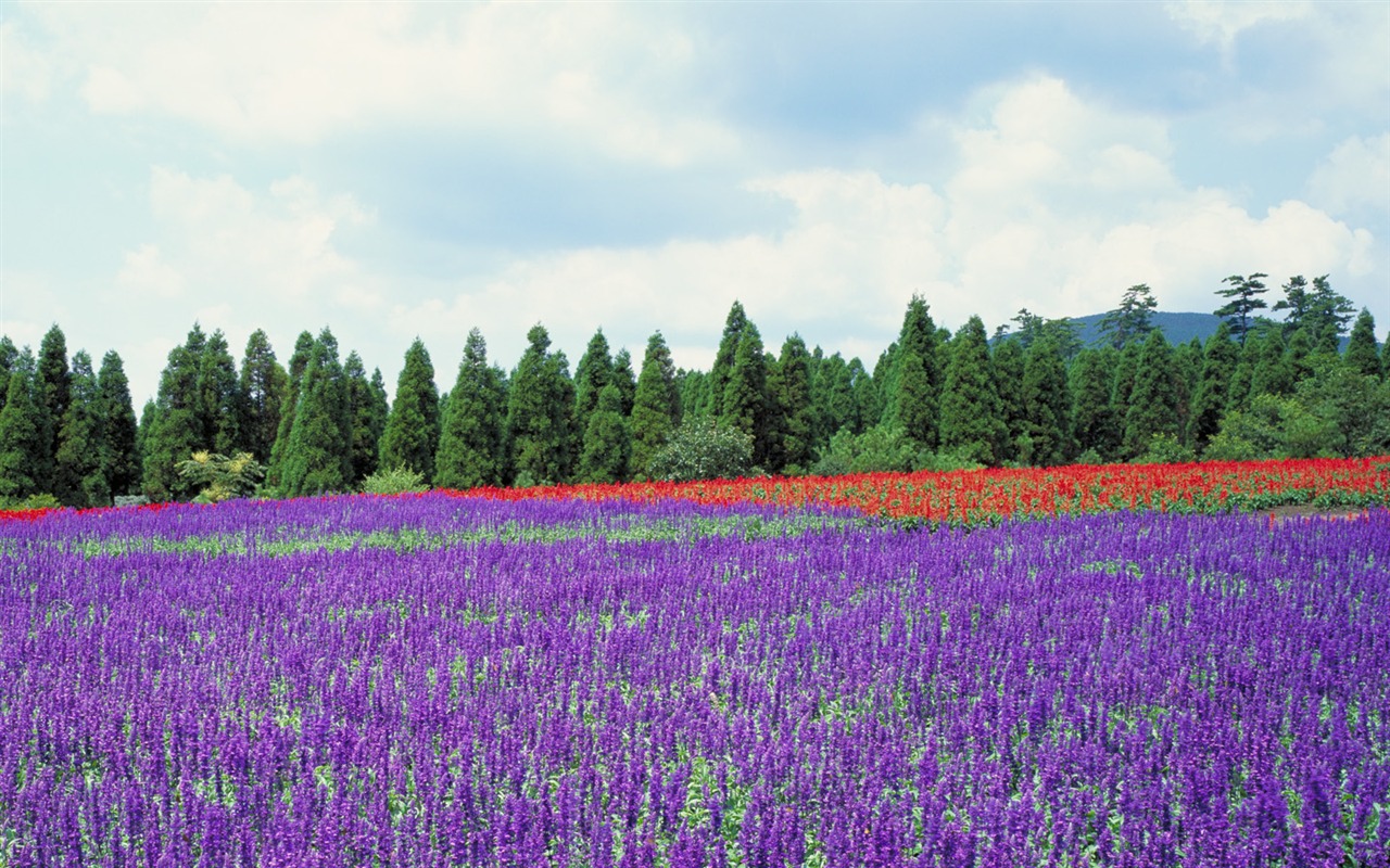 日本の風景のワイドスクリーンの壁紙 #6 - 1280x800