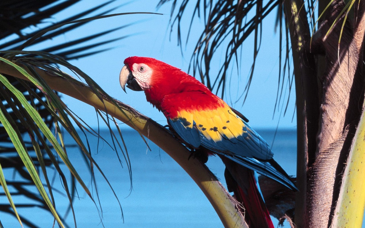 Parrot wallpaper photo album #2 - 1280x800
