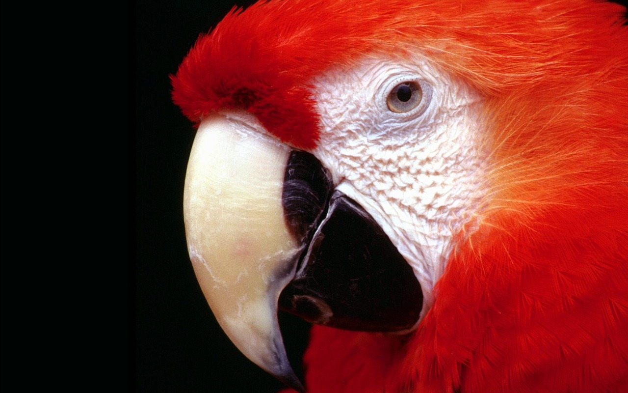 Parrot wallpaper fotoalbum #3 - 1280x800
