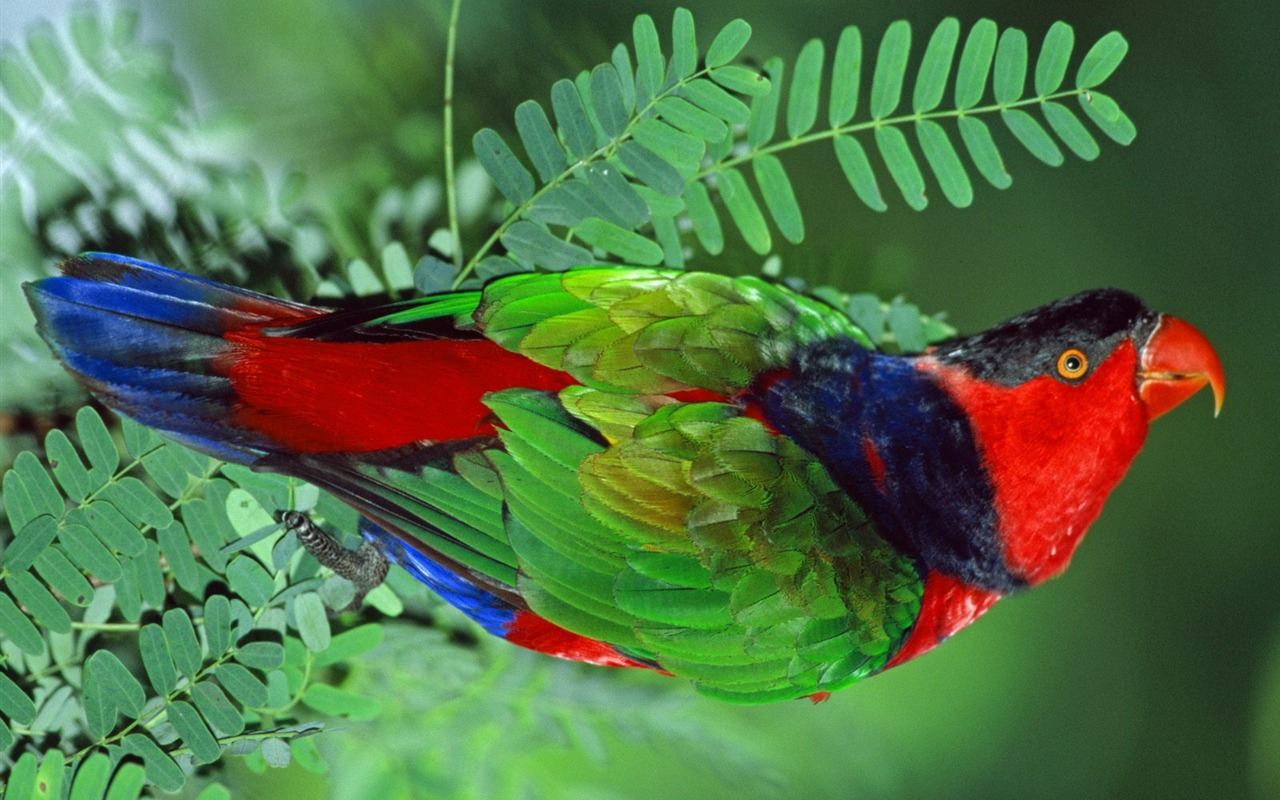 Parrot wallpaper photo album #4 - 1280x800