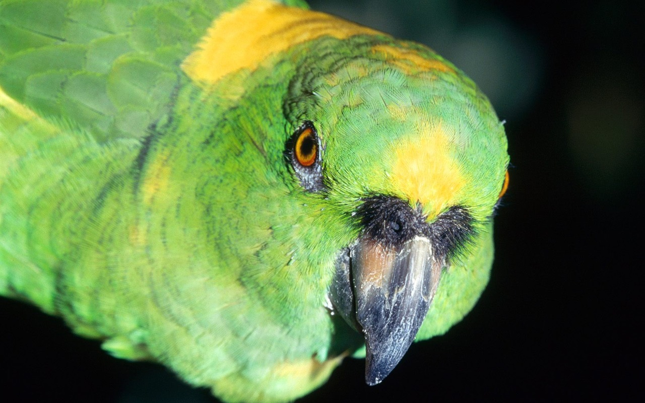 Parrot wallpaper fotoalbum #9 - 1280x800