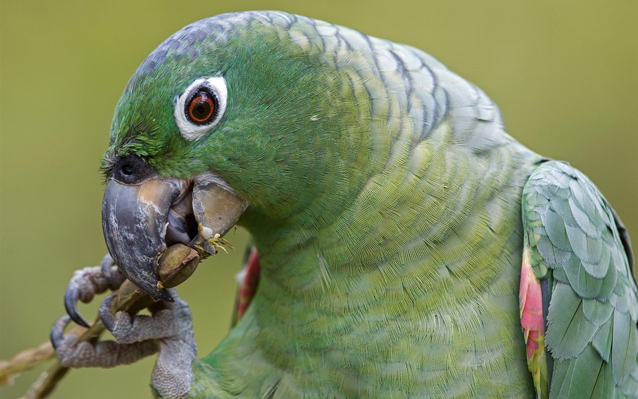 Parrot wallpaper fotoalbum #10 - 1280x800