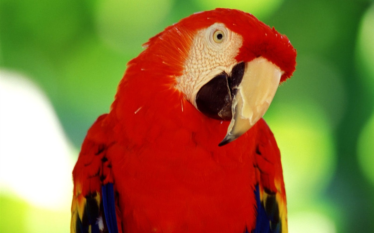Parrot wallpaper fotoalbum #11 - 1280x800