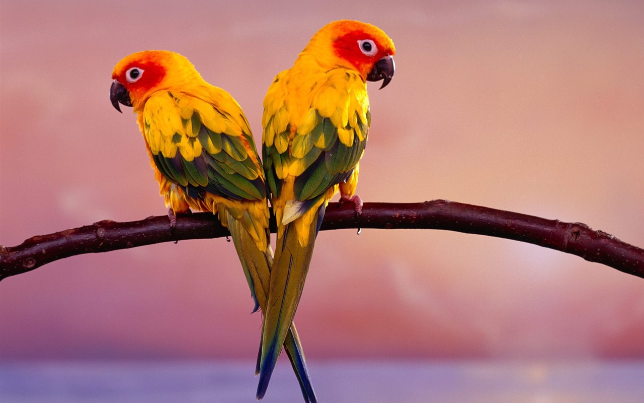 Parrot wallpaper fotoalbum #14 - 1280x800