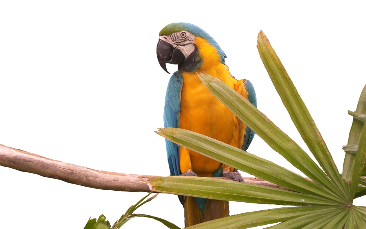 Parrot wallpaper fotoalbum #17 - 1280x800