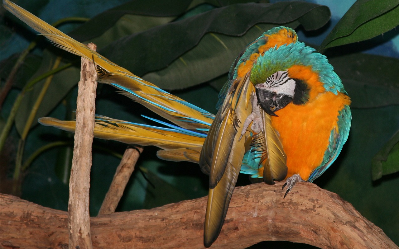 Parrot wallpaper fotoalbum #18 - 1280x800