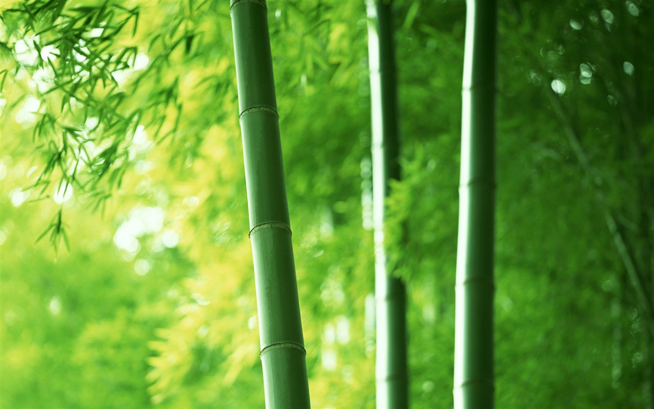 Green Bambus Tapeten Alben #1 - 1280x800
