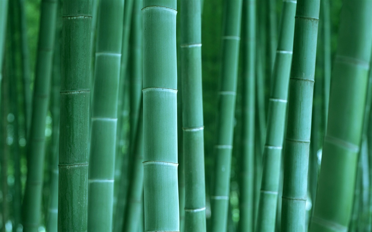 Green bamboo wallpaper albums #2 - 1280x800