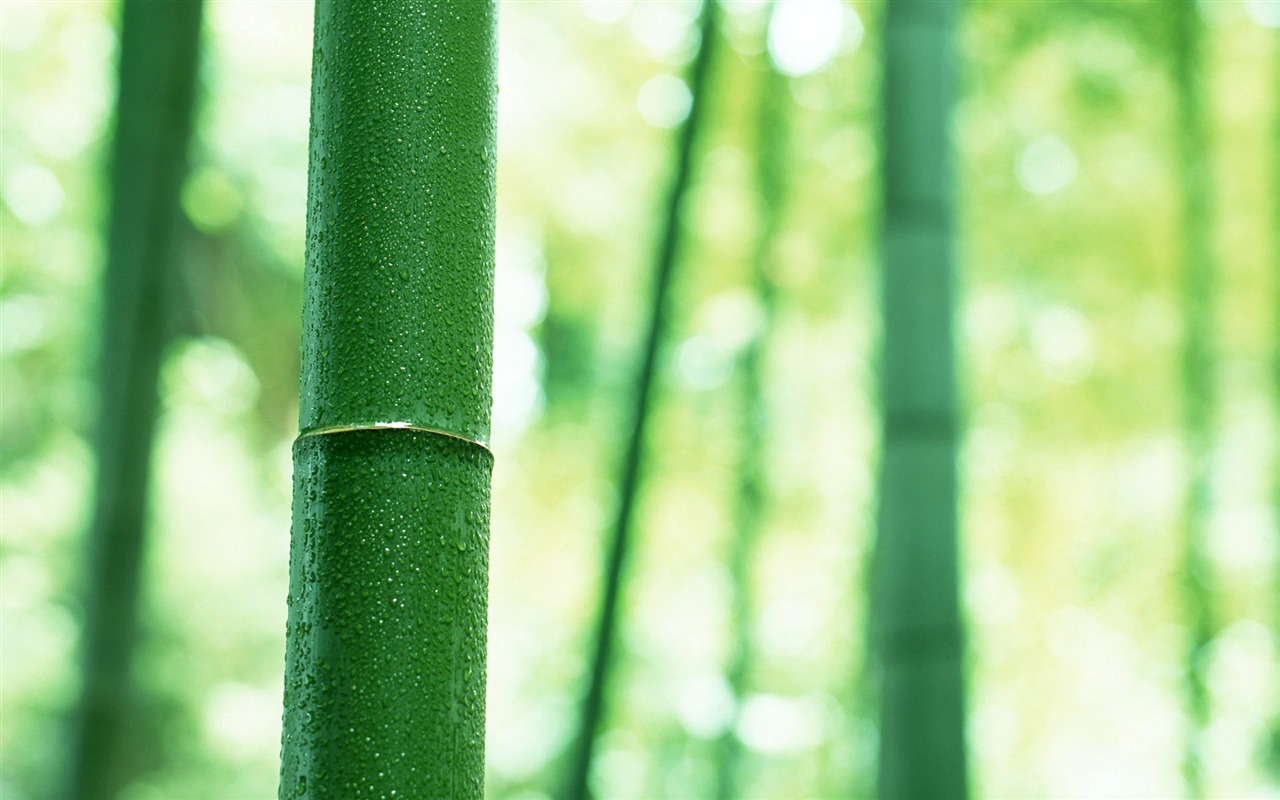 Green Bambus Tapeten Alben #3 - 1280x800
