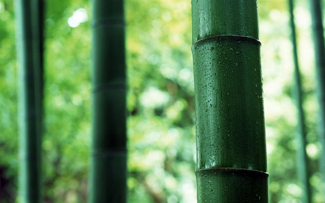Green bamboo wallpaper albums #4 - 1280x800