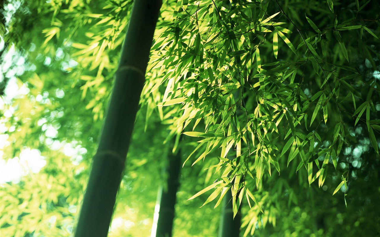 Green bamboo wallpaper albums #5 - 1280x800