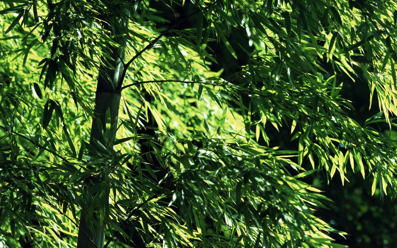 Zelené bambusové tapety alba #6 - 1280x800