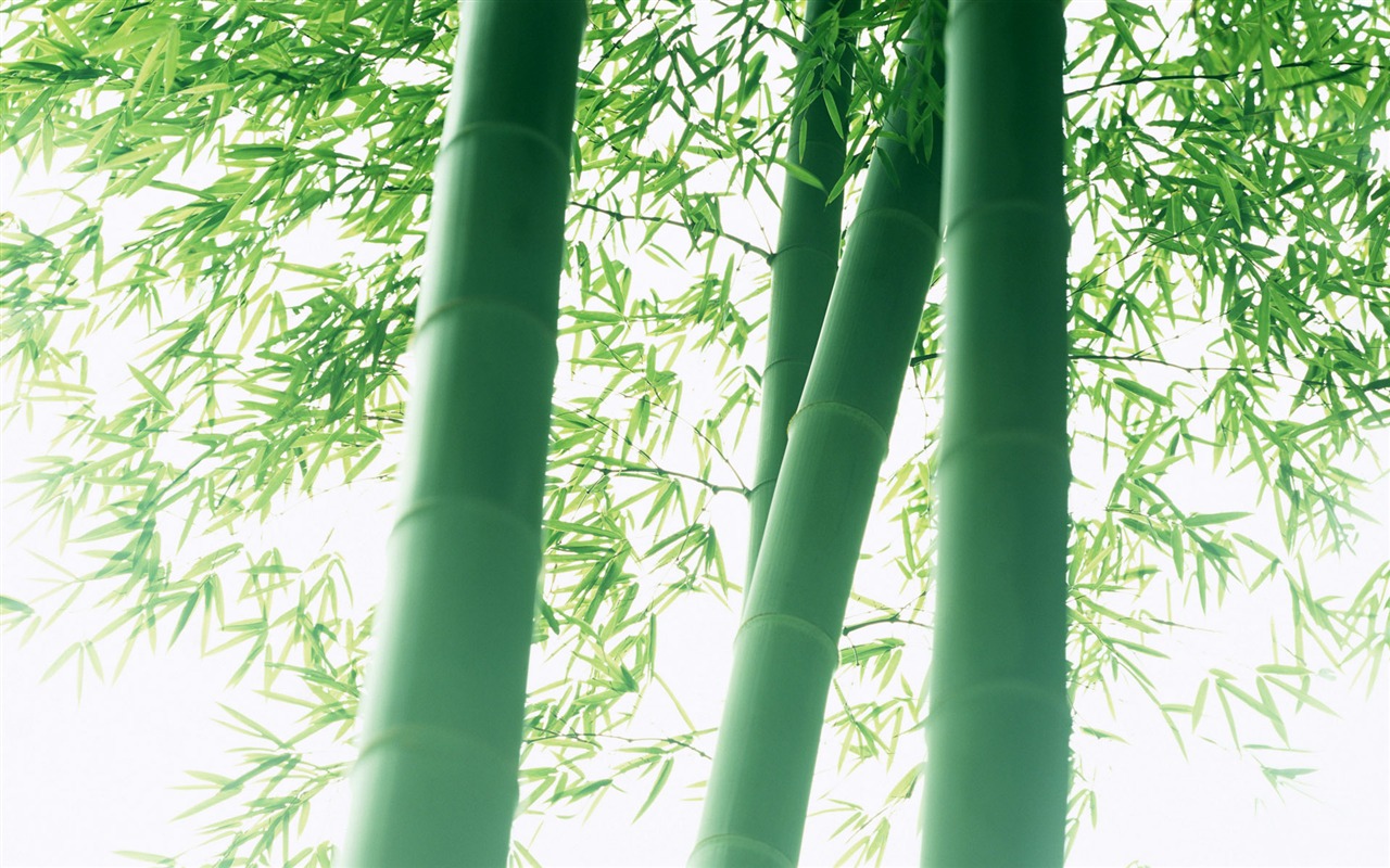 Green bamboo wallpaper albums #7 - 1280x800