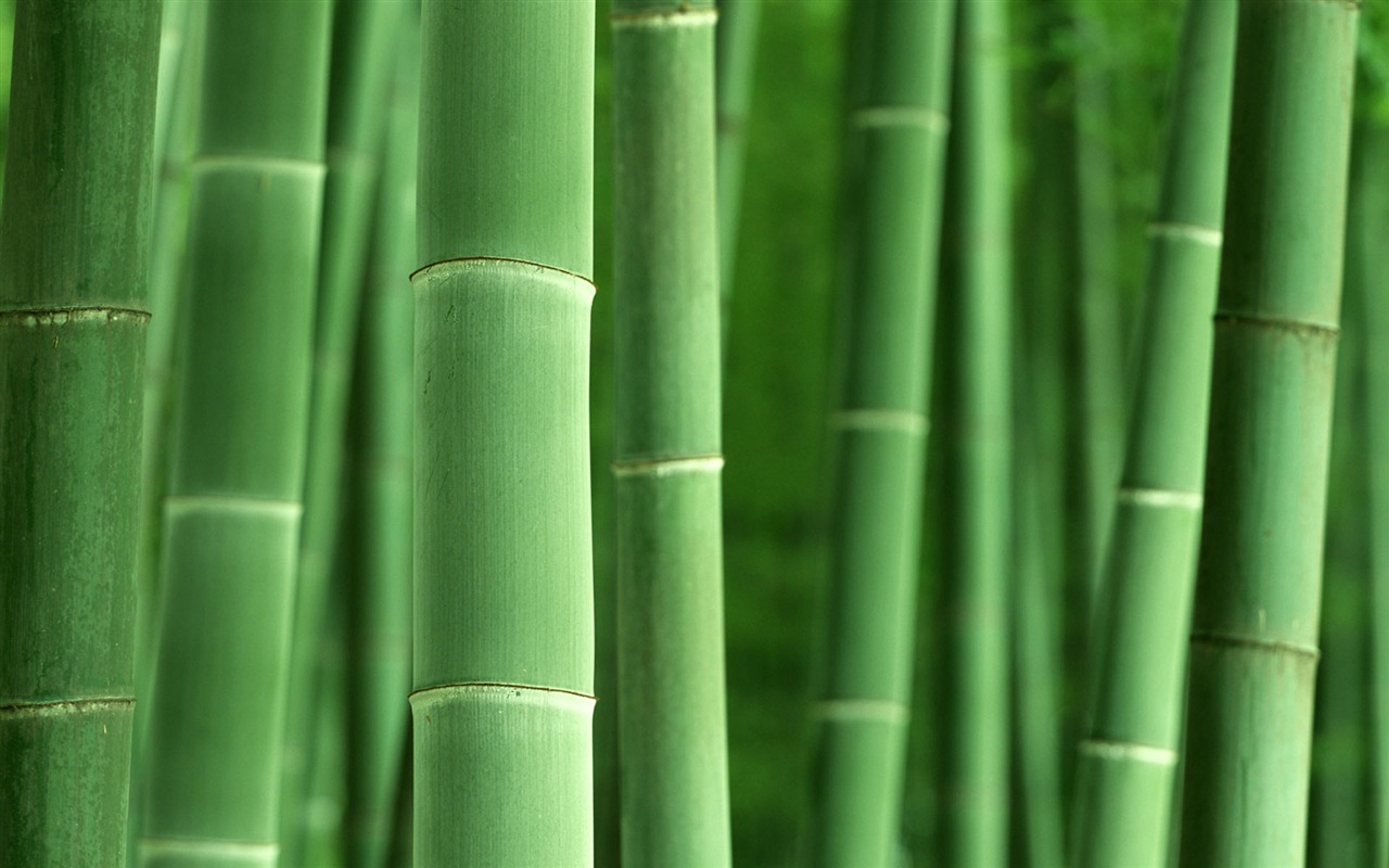Green bamboo wallpaper albums #8 - 1280x800