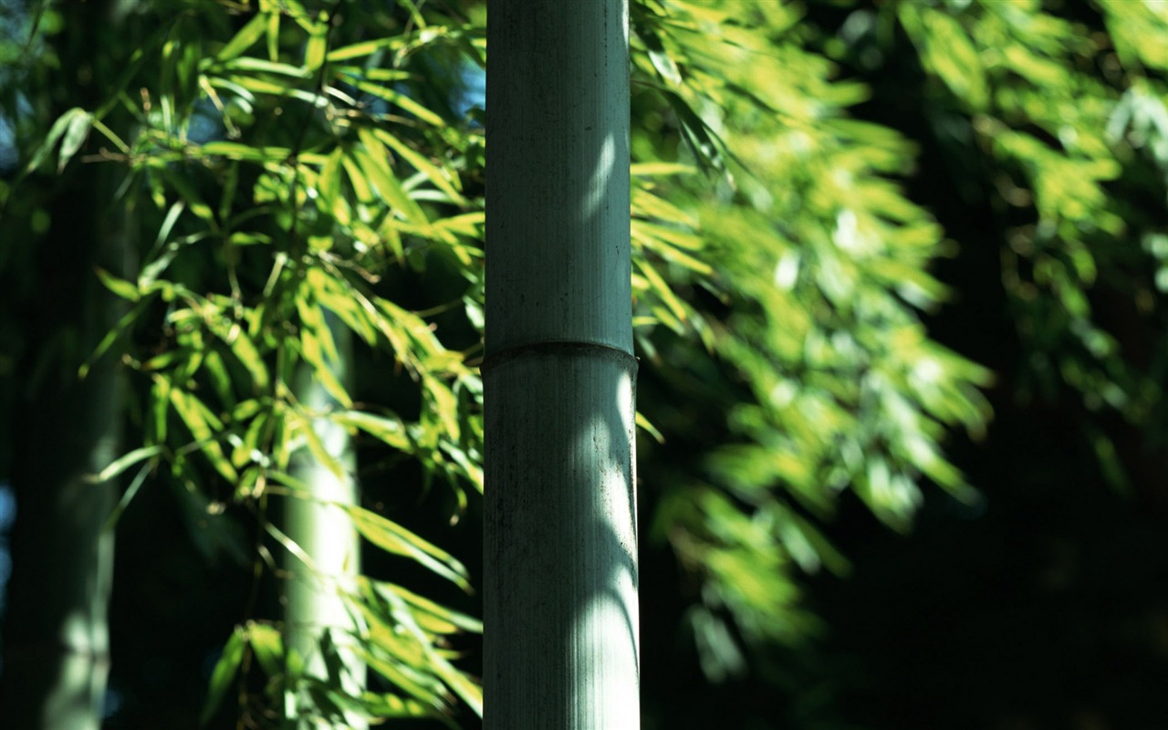 Green Bambus Tapeten Alben #9 - 1280x800