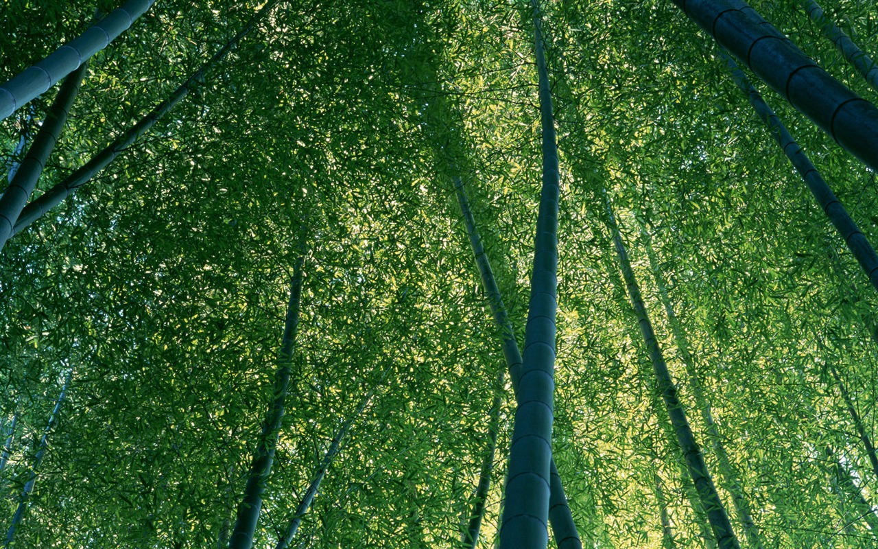 Green Bambus Tapeten Alben #11 - 1280x800