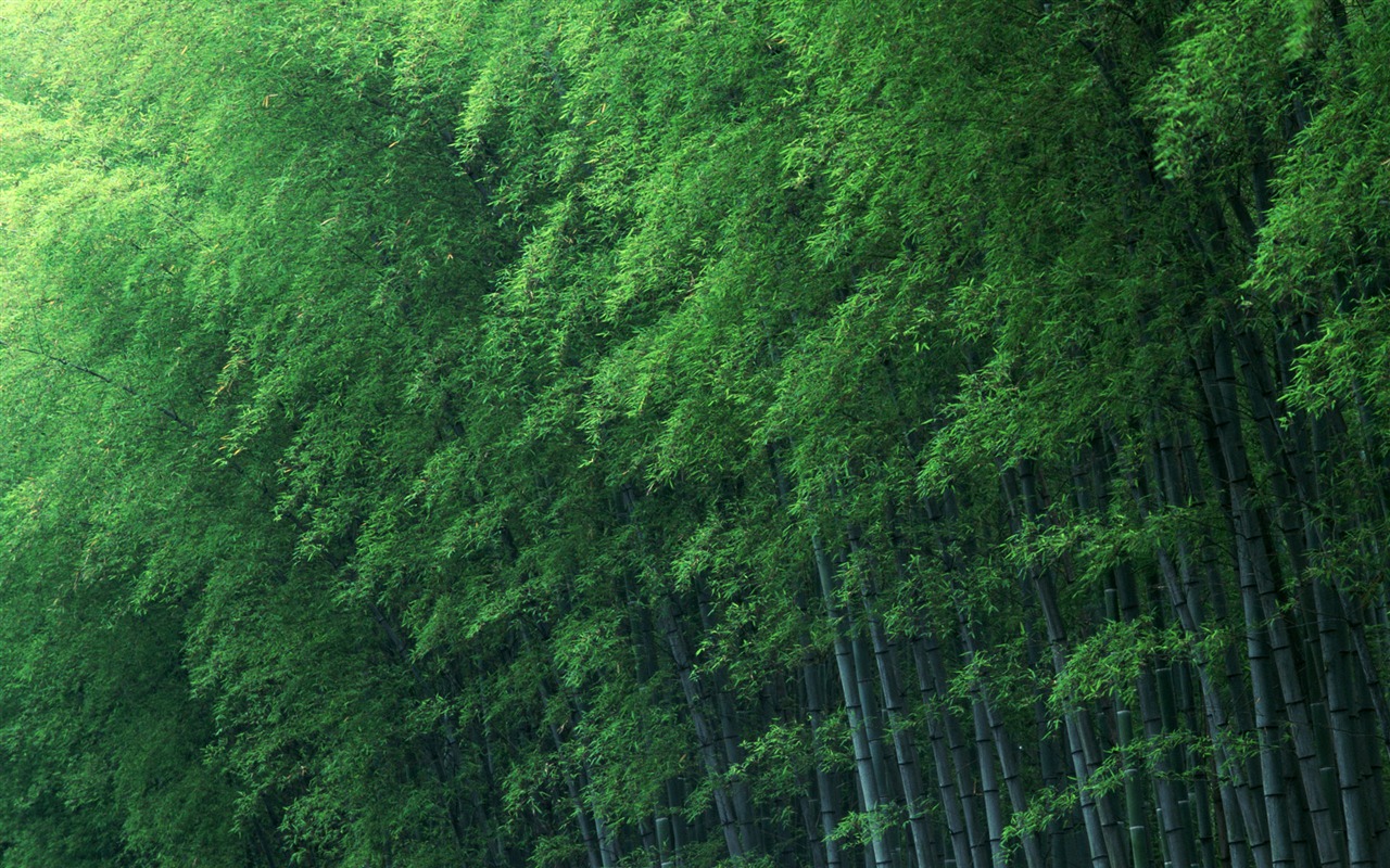 綠色竹林 壁紙專輯 #12 - 1280x800