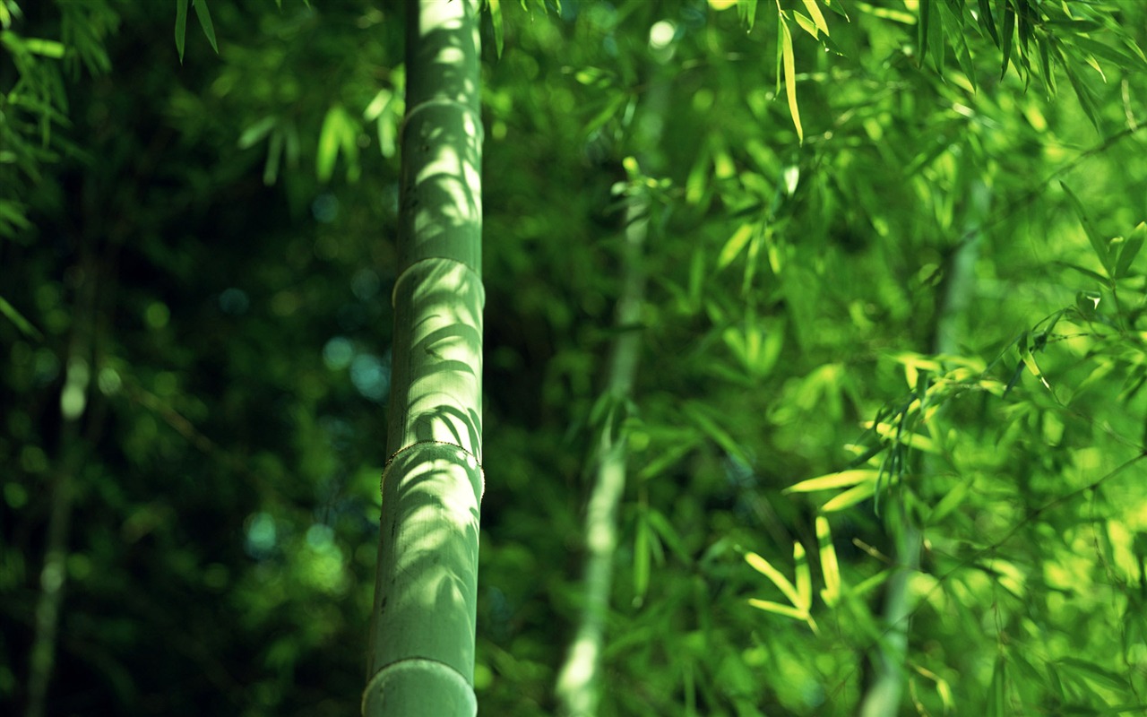 Green bamboo wallpaper albums #14 - 1280x800