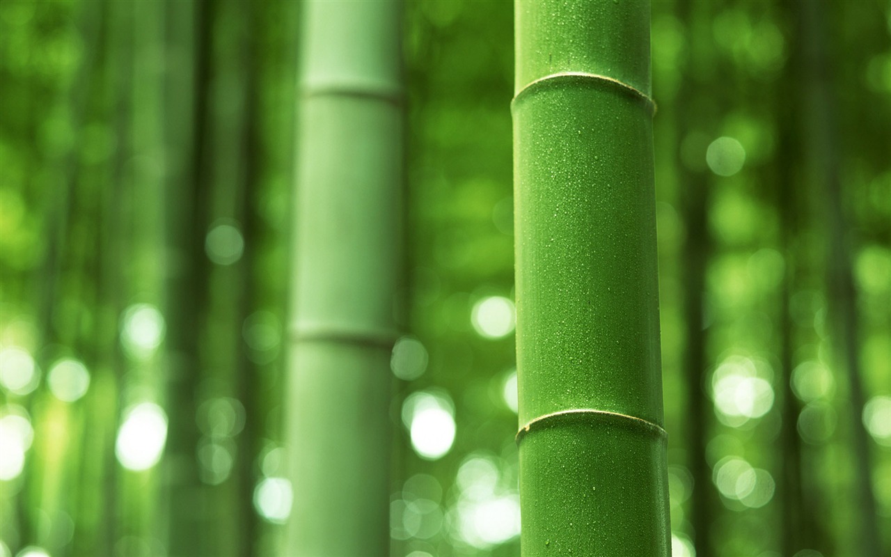 Green bamboo wallpaper albums #15 - 1280x800